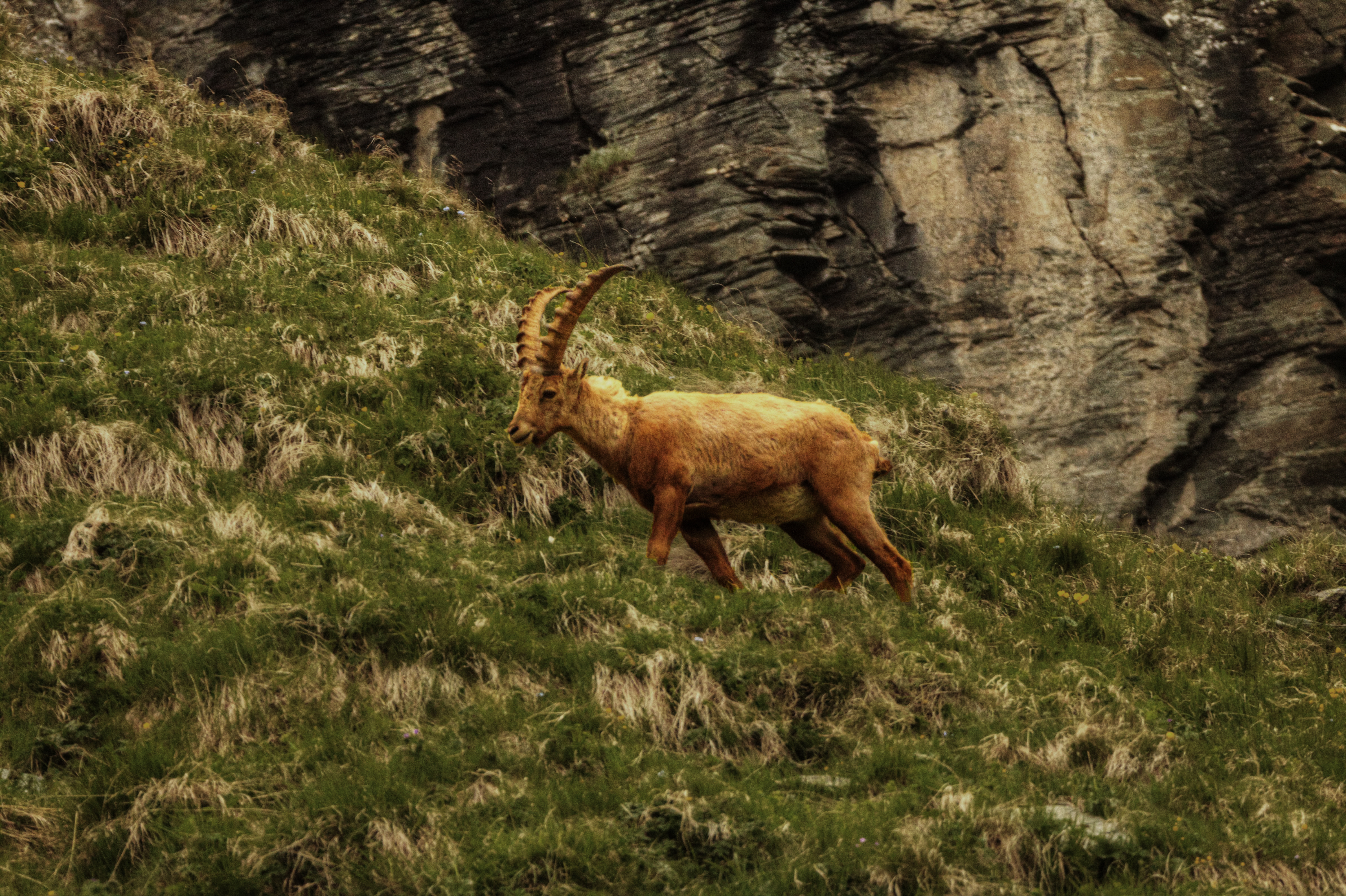 Steinbock